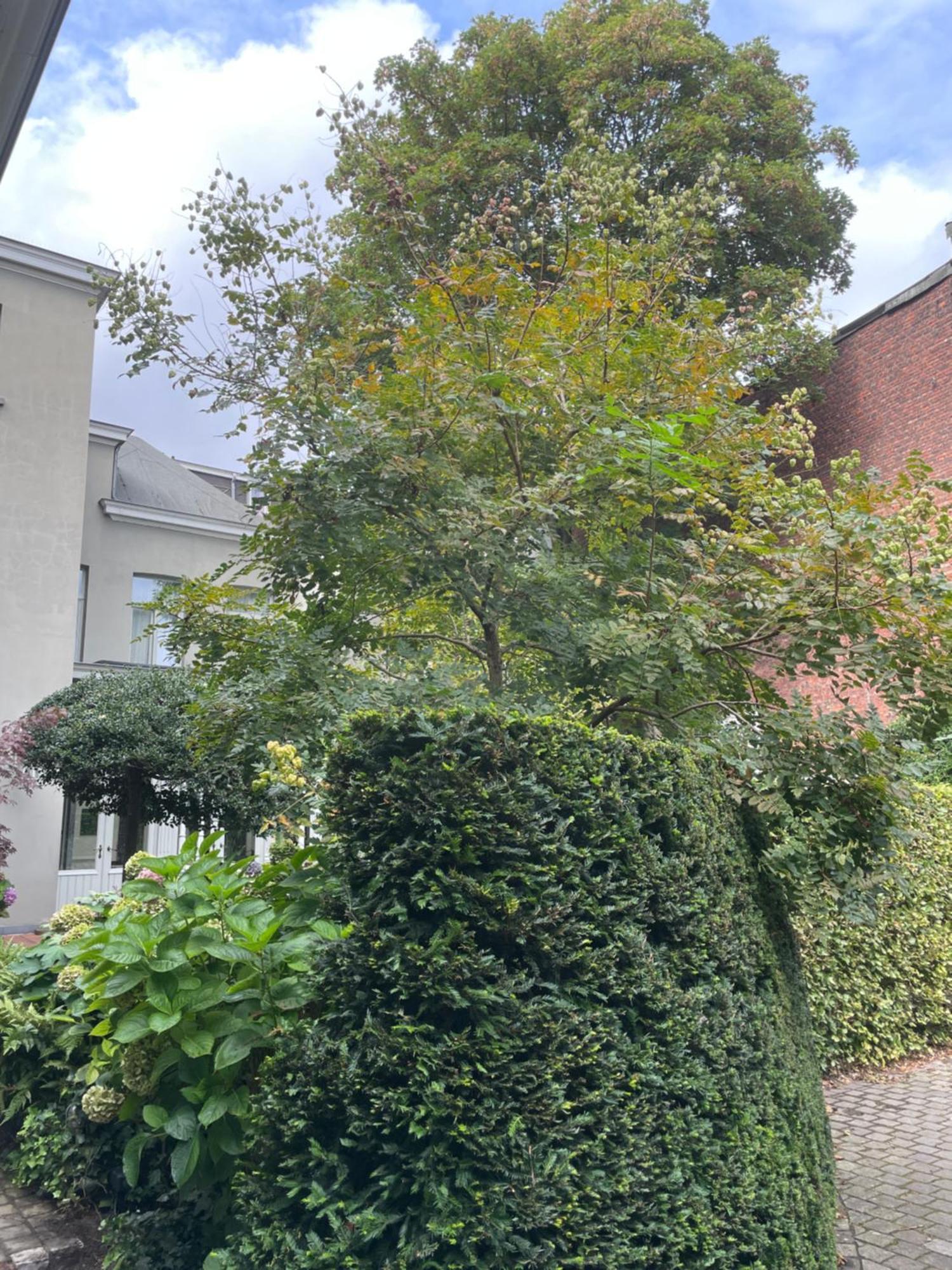 Huis Dujardin Bed&Breakfast Amberes Exterior foto